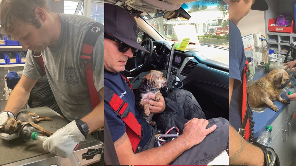 Clearwater Fire & Rescue Department helps dogs - Vimarsana News