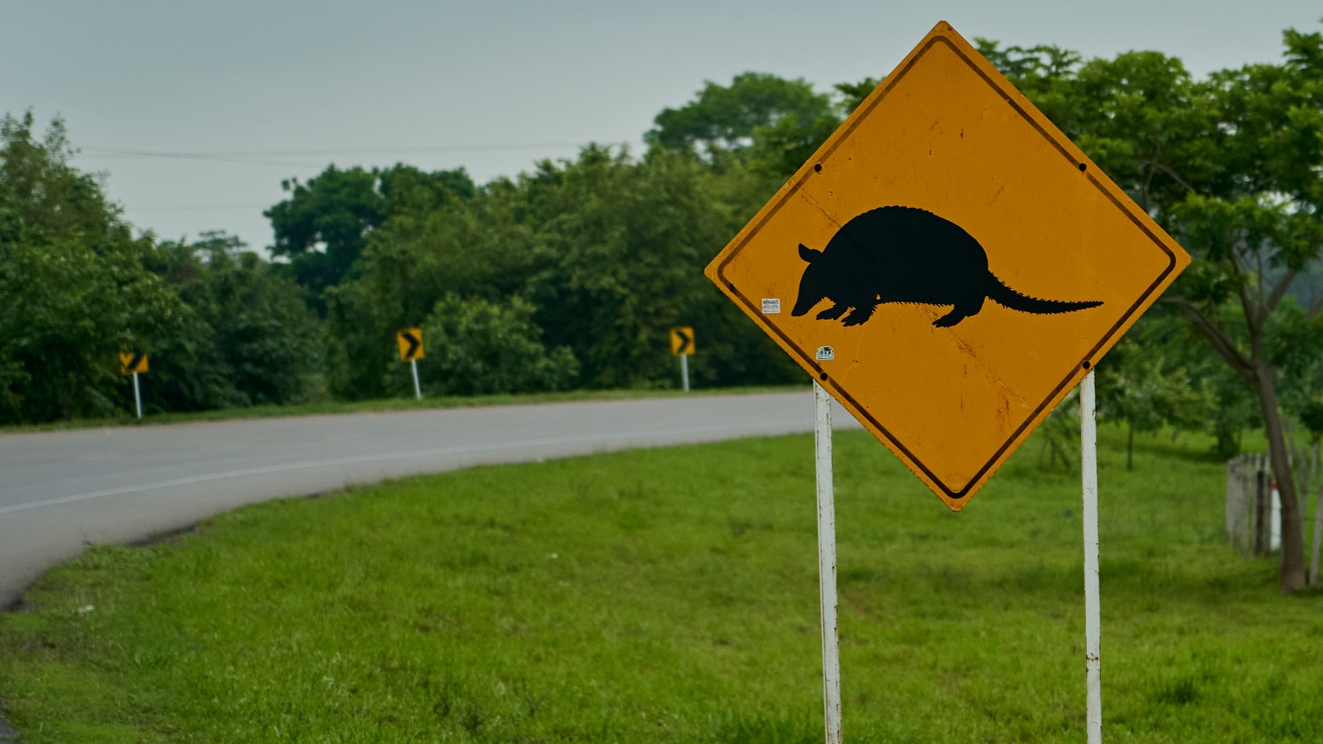 Armadillo causes deadly motorcycle crash in Pasco County | wtsp.com