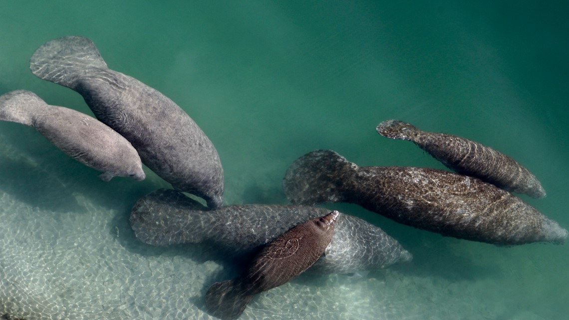 Manatee deaths drop but starvation still a concern in Florida - Vimarsana News