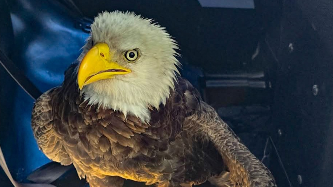 Bald eagle rescued in Bradenton by wildlife experts and police thanks to 'good Samaritan'
