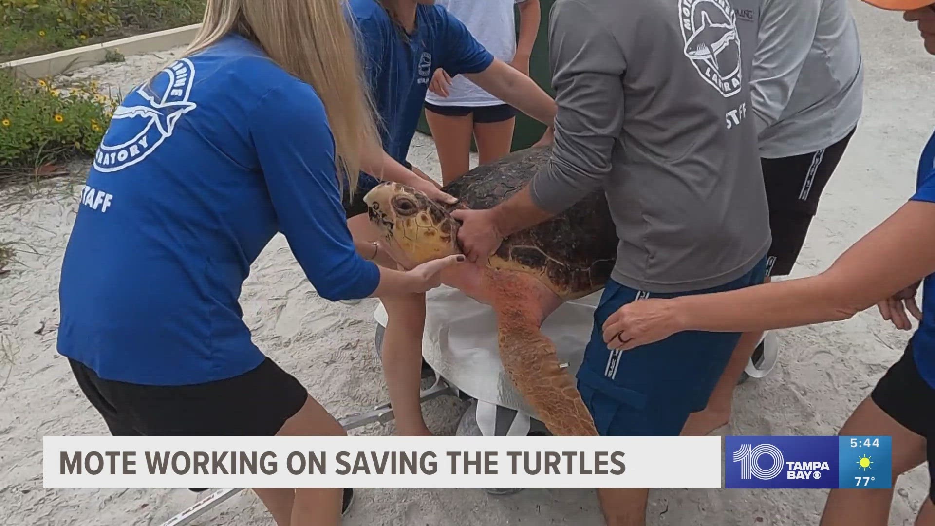 Mote's four-decade long study is showing major improvements in saving hundreds of turtles.