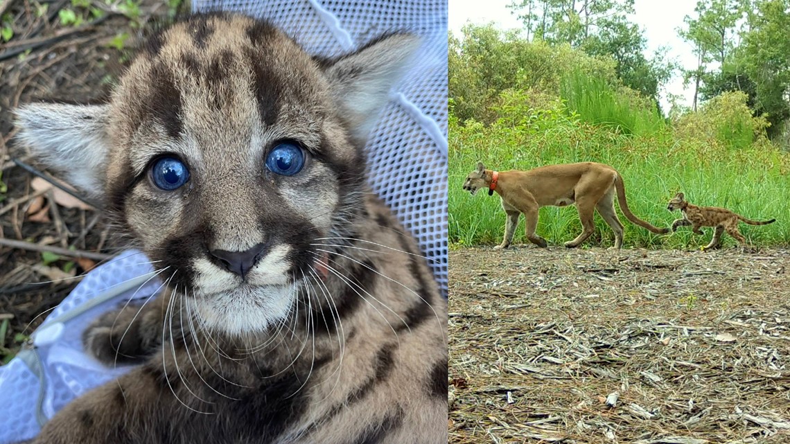 Baby Florida panther kittens help biologists study species