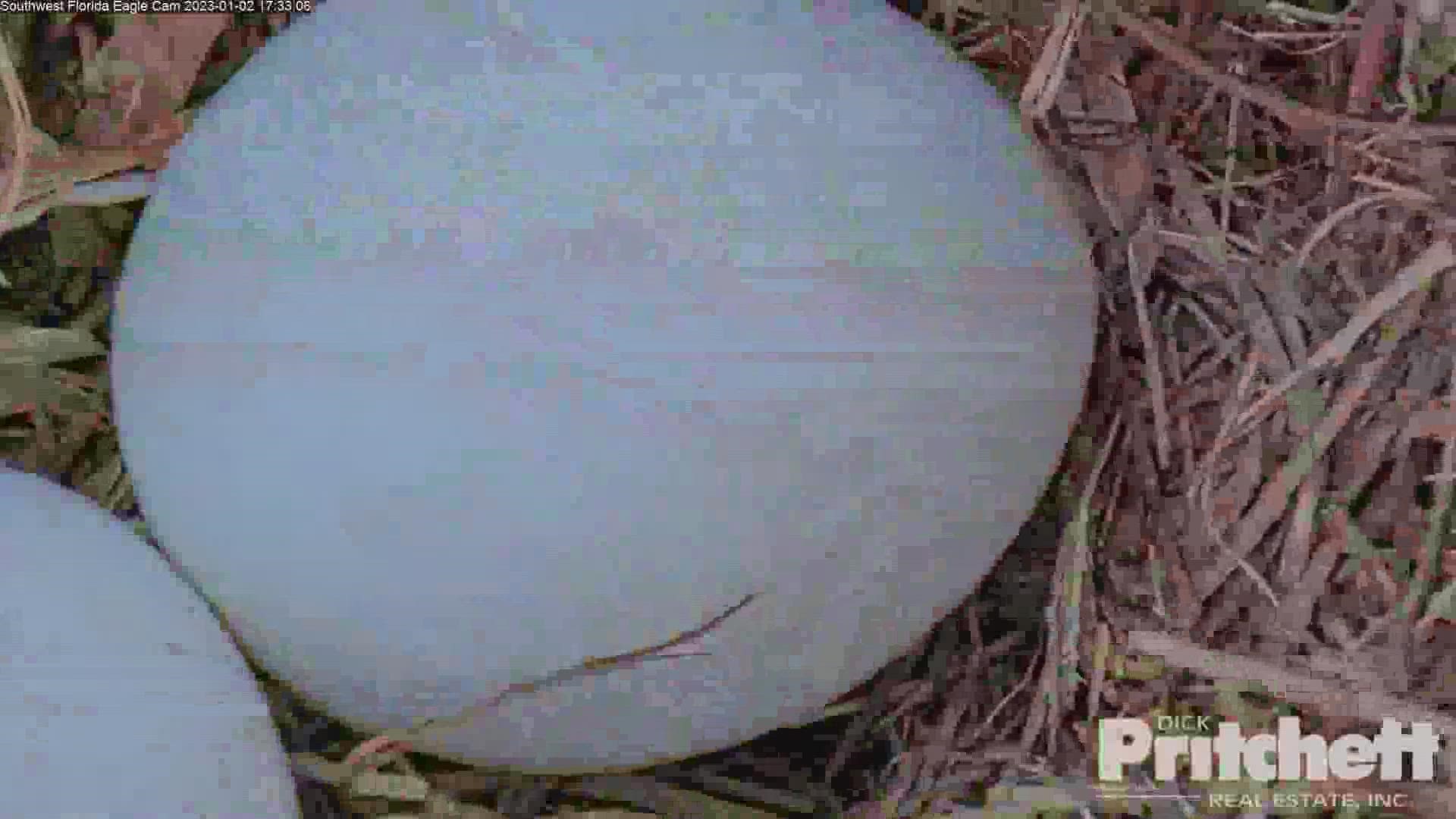Harriet laid "Egg 1" on Nov. 29 while "Egg 2" was popped out on Dec. 2. Now, it's just a waiting game.