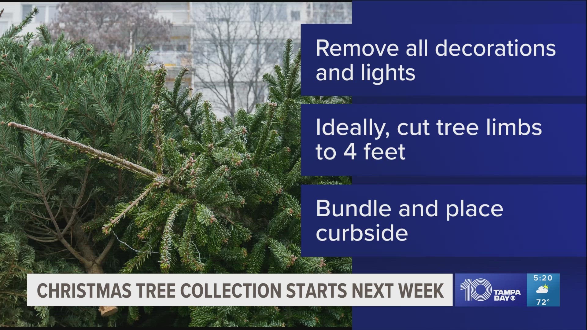 Tree limbs should be cut to four feet.