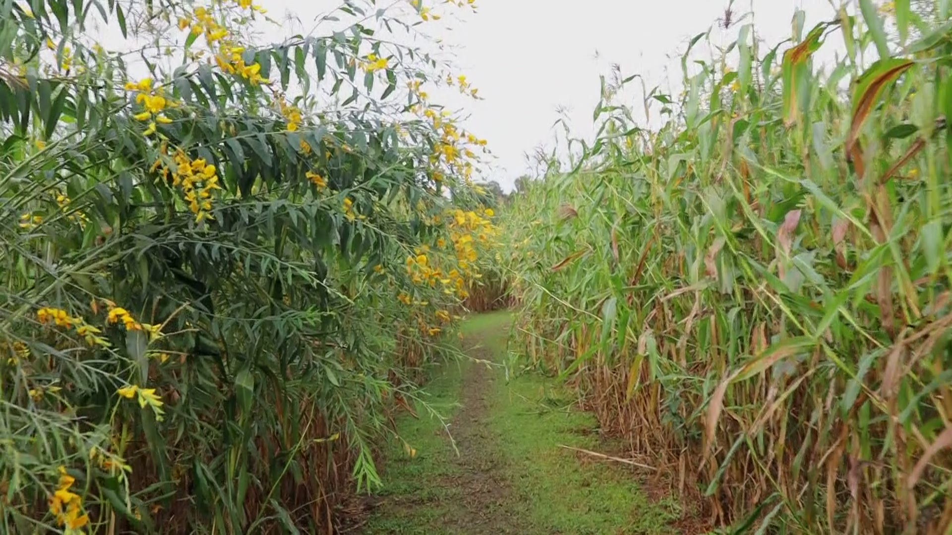 One of the best ways to enjoy the cooler weather is to get lost in a corn maze.