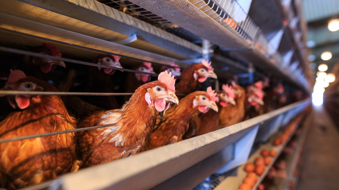 Bird Flu 2022 What to know about avian influenza