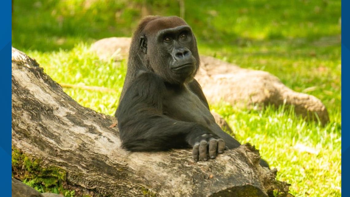 Busch Gardens gorilla dies | wtsp.com