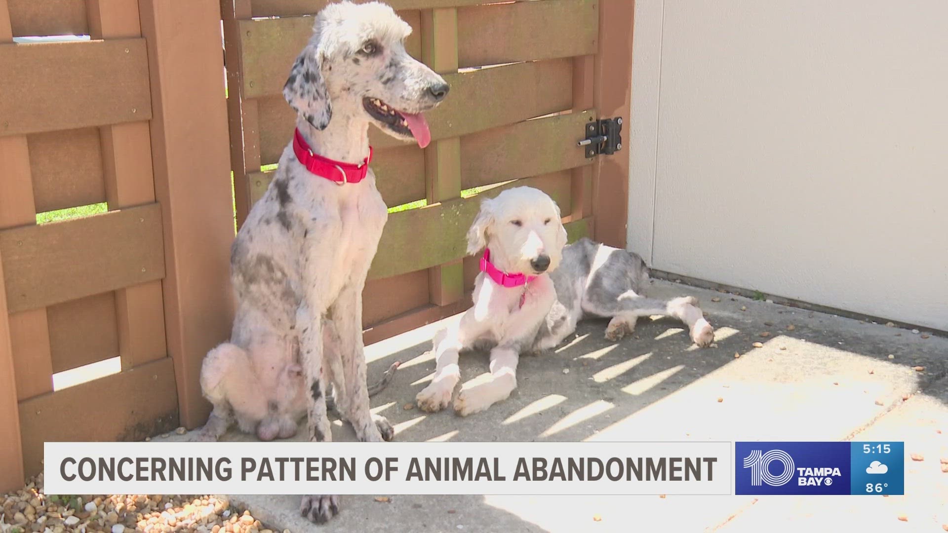 The Humane Society of Tampa Bay says they're seeing abandoned dogs nearly every week. Most recently, they're helping to care for two dogs found in Thonotasassa.