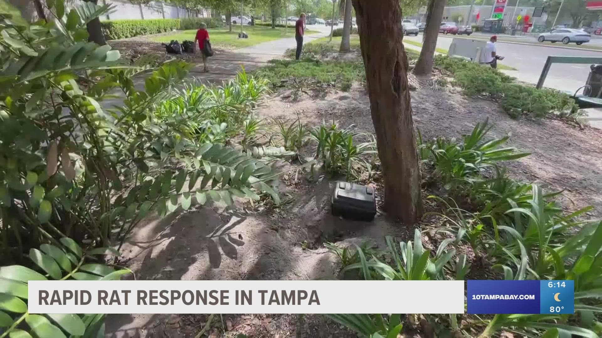 The City of Tampa estimates getting rid of the rats could take several weeks.
