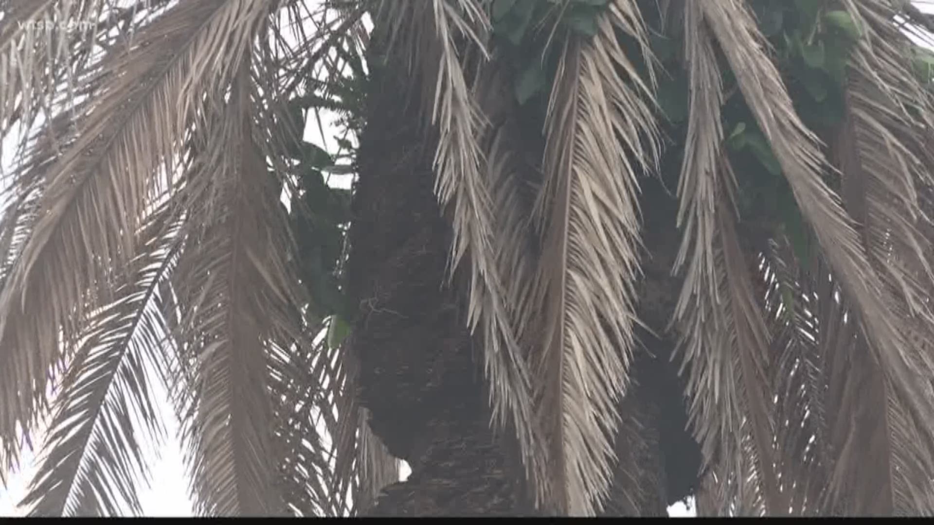 Lethal Bronzing Disease is now impacting palm trees in much of Florida. 

Eric Muecke with the City of Tampa tells 10 News there is no cure. He says it is a disease that is carried by an insect called a “plant hopper.”