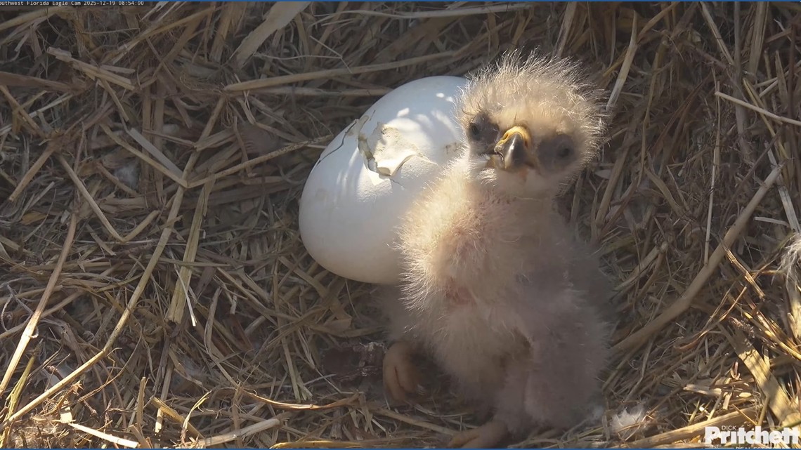 Southwest Florida eagles welcome first baby of the season