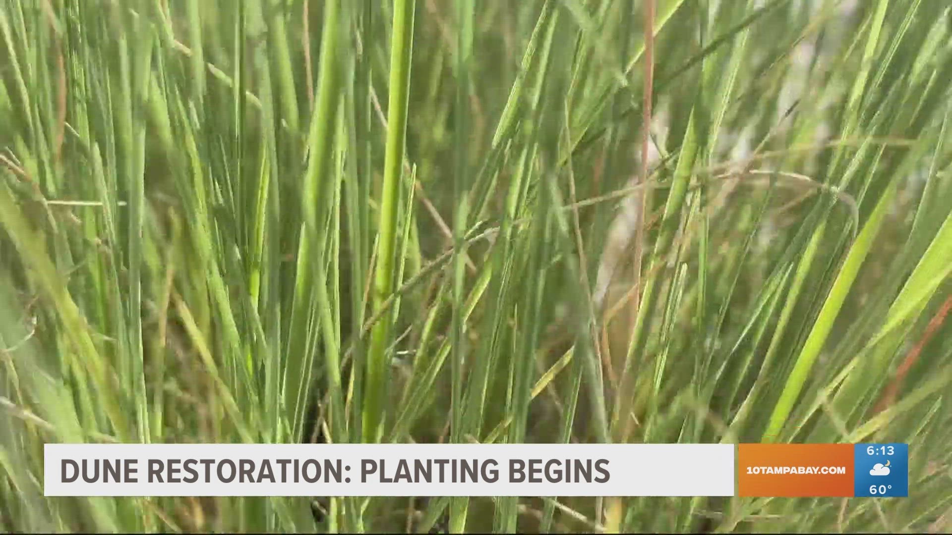 A look at the latest steps underway in the project to restore the sand dunes on Treasure Island