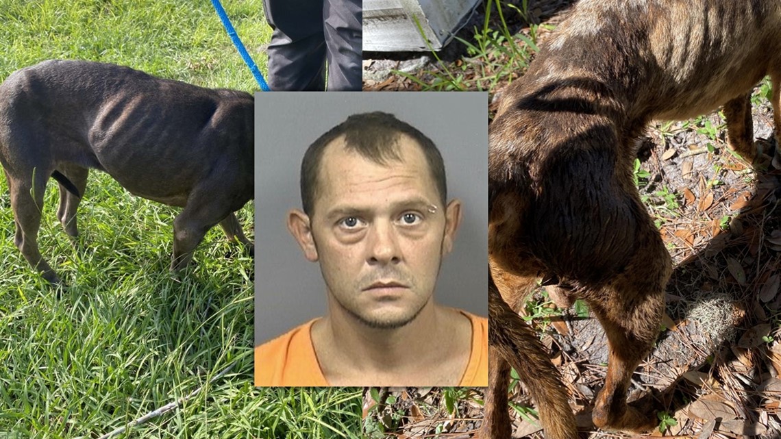 Florida Man Arrested After Dogs Found Living In Pitiful Condition ...