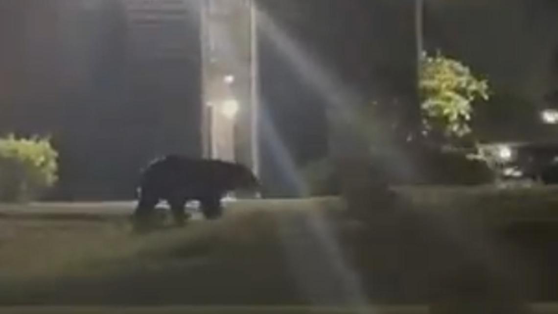 Bear in Hillsborough County evades capture - Vimarsana News