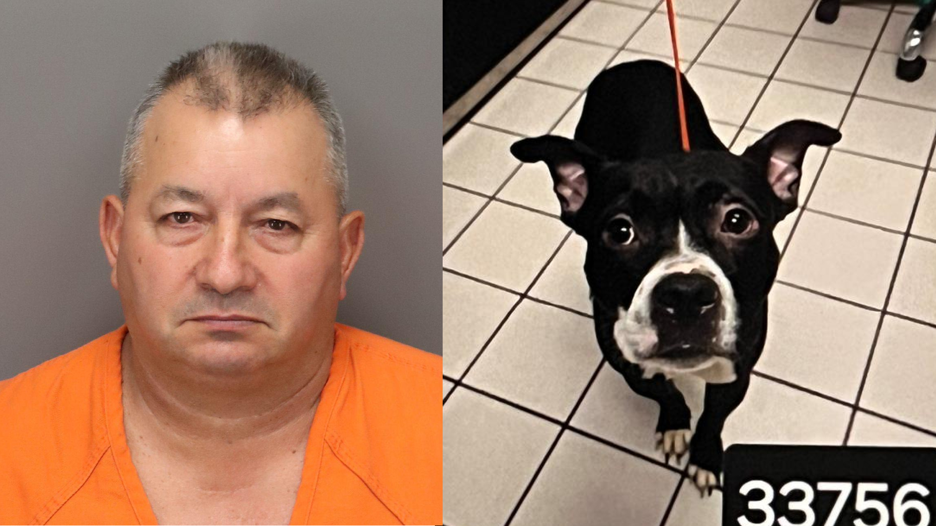 Pinellas County deputies arrested the dog's owner, Domingo Rodriguez, who adopted "Dexter" a day before he was found dead at the park.