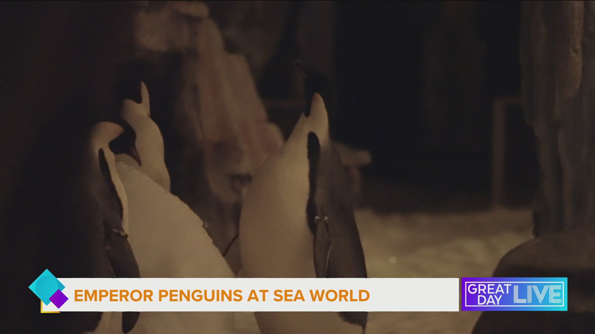 The most fascinating, and the largest, of penguin species is finding a new home at Sea World Orlando. 