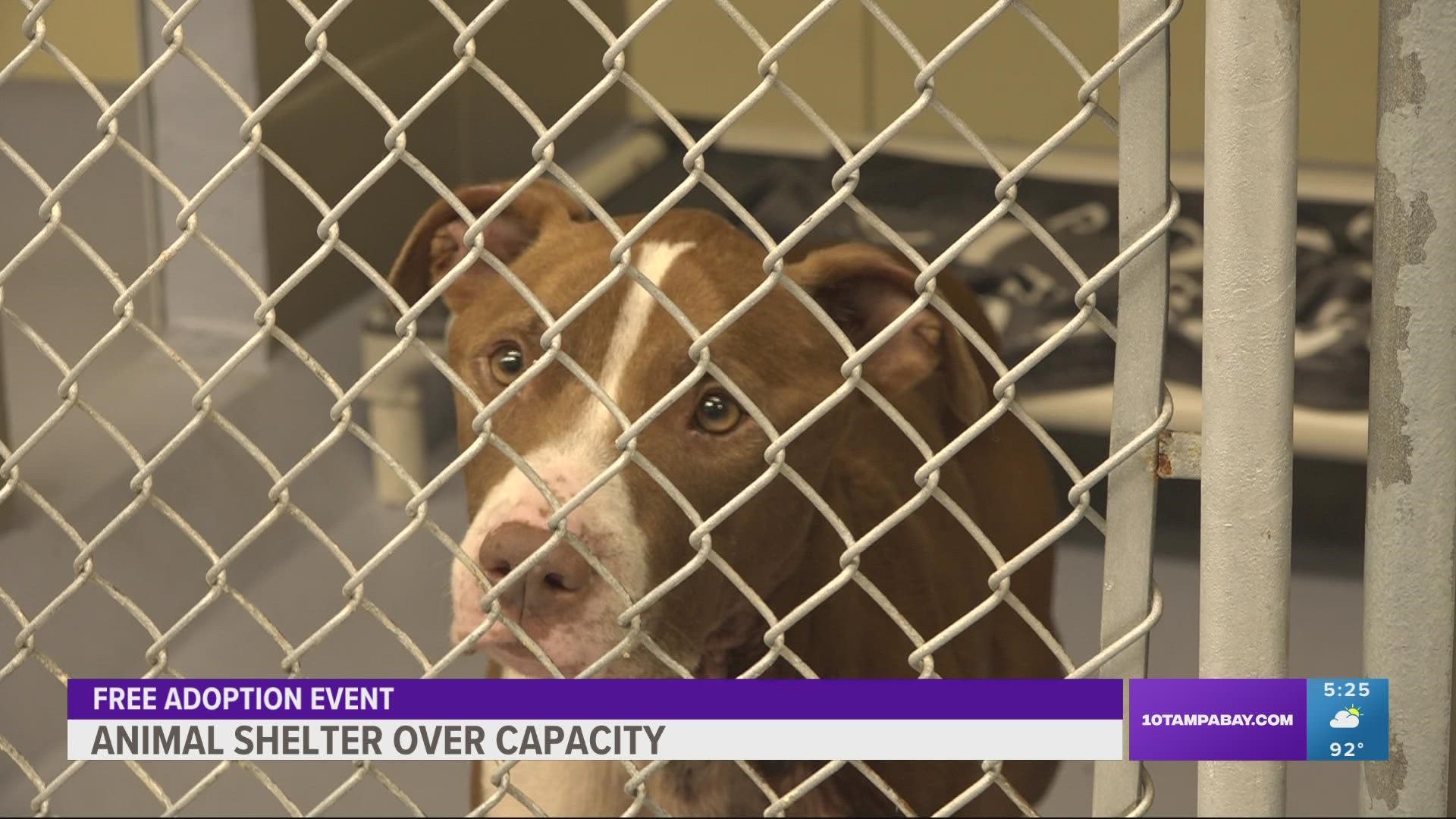 Free dog, cat adoptions at overcrowded Hillsborough pet shelter 