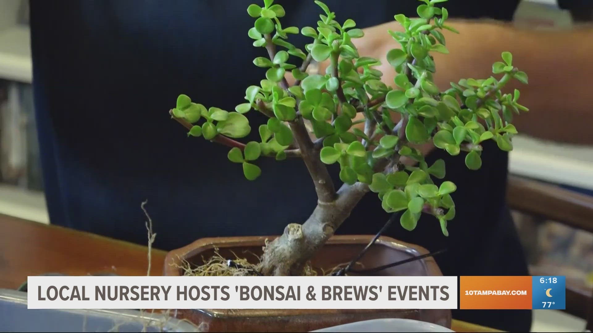 'Bonsai and Brews' allows visitors to experience the peaceful activity of bonsai tree potting with a beer in hand.