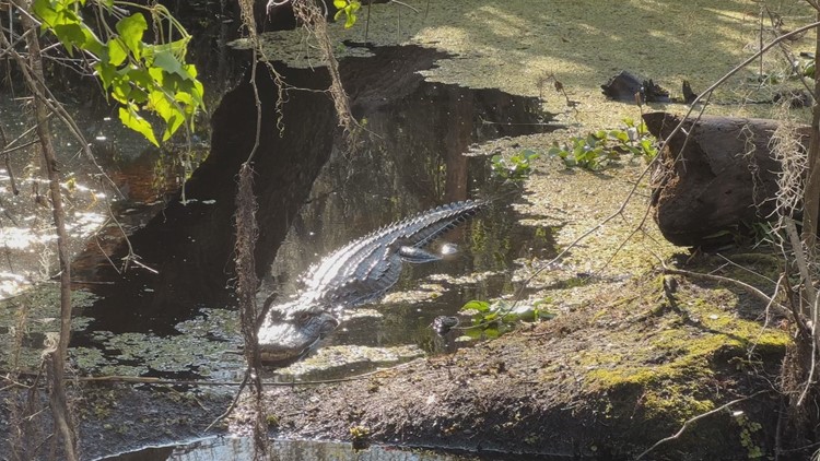 Want to see a gator? How you can safely spot one