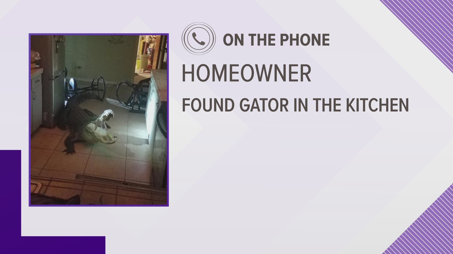 Clearwater police: Clearwater police, this is Matt.
Homeowner:  Hey Matt, I have a gigantic alligator that came in through my garage and is sitting in my kitchen. A huge one.
Clearwater police: I’m sorry- is it in your house? 
Homeowner: Yes! It’s huge! 
Clearwater police: You said it’s in your kitchen?
Homeowner: Yes! I don’t know how it got here but it’s here. 
Clearwater police: Okay… Alright. Are you safe? Are you in your bedroom? 
Homeowner: Yes, I shut the door and I’m in my bedroom. I’m not leaving here until you get here. 
Clearwater police: Okay. We’re on the way ma’am. The newspaper deliverer actually called in because she saw it kind of hanging around there. So, we’re on the way. Okay, alright. We have a couple officers on the way there. Just stay inside the room with the door shut and locked. 
Homeowner: I’m not going anywhere, Matt.
Clearwater police: We’re going to…uh... are you the only one in the house? 
Homeowner: Yes. 
Clearwater police: Okay, alright. Like I said, we’re on the way up there ma’am. We’ll be up there in a few minutes okay? 
Homeowner: Okay—I’ll just sit here. 
Clearwater police: Okay, keep your phone on. We’ll call you when we get up there okay?
Homeowner: Okay. I’ll have my phone on.
Clearwater police: Okay, thank you.