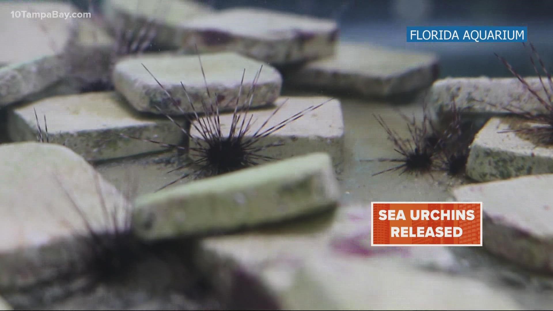 Florida Aquarium releases hundreds of long-spined sea urchins | wtsp.com