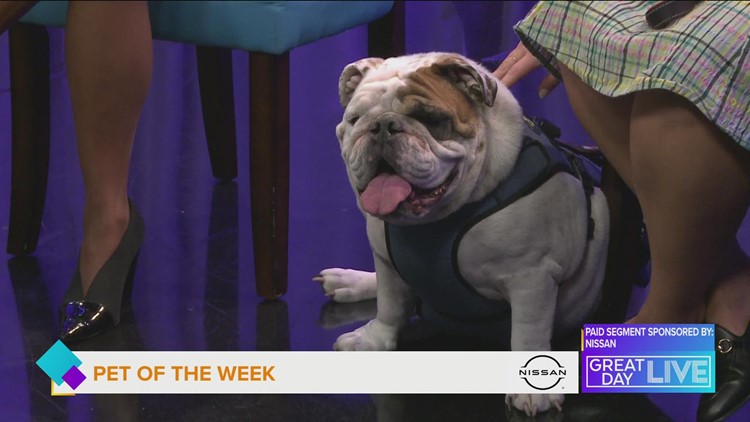 Pet of the week: Meet Winston
