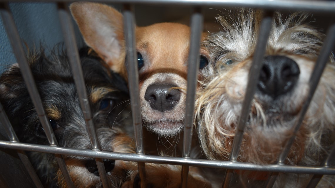 Dogs rescued from Alabama hoarding situation