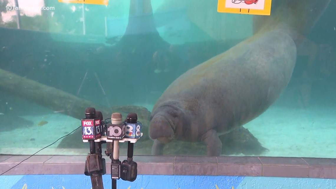 Mote Marine manatees make Super Bowl LVI prediction