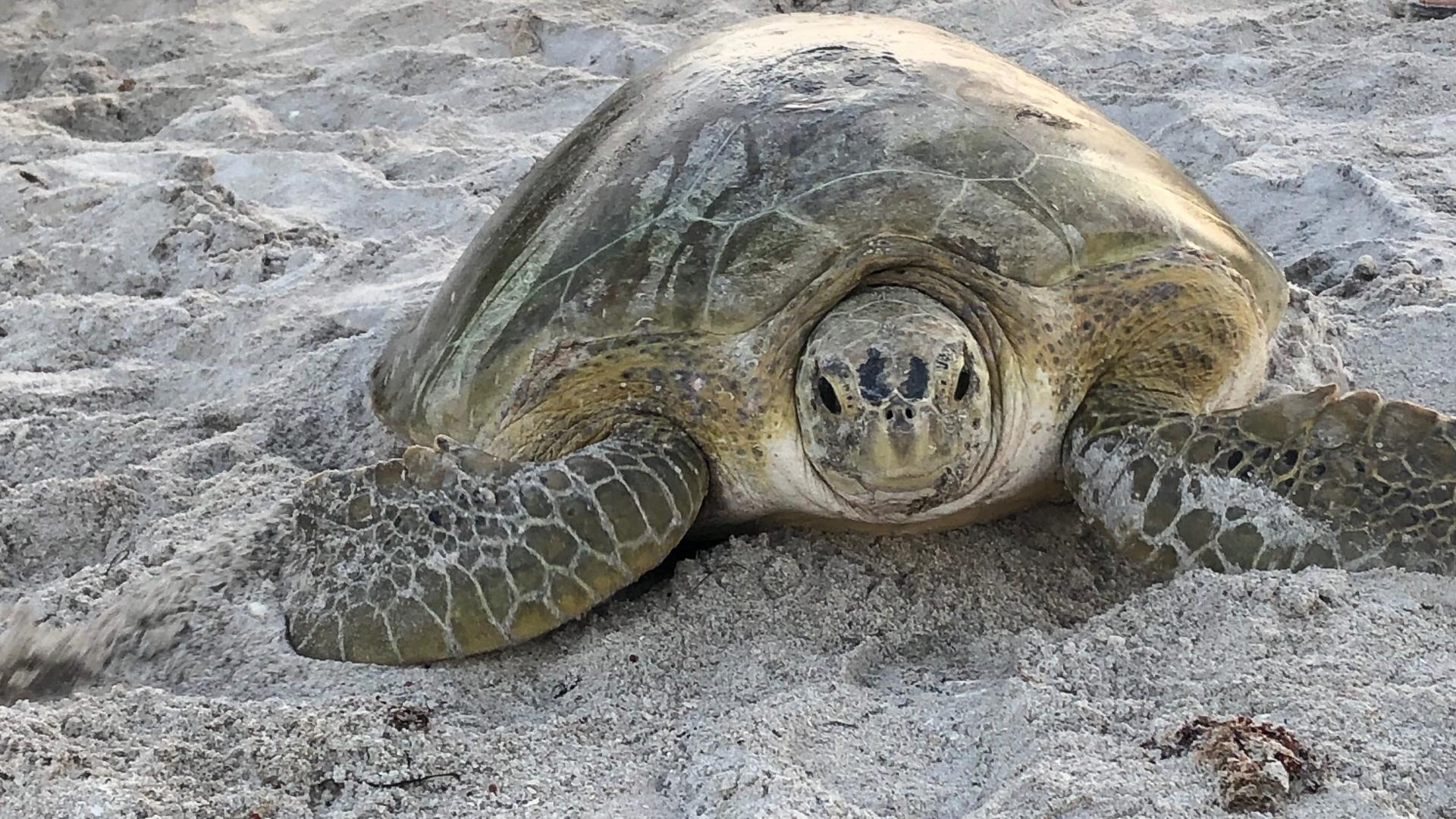 Experts Track Sea Turtle Nests As Season Gets An Early Start 