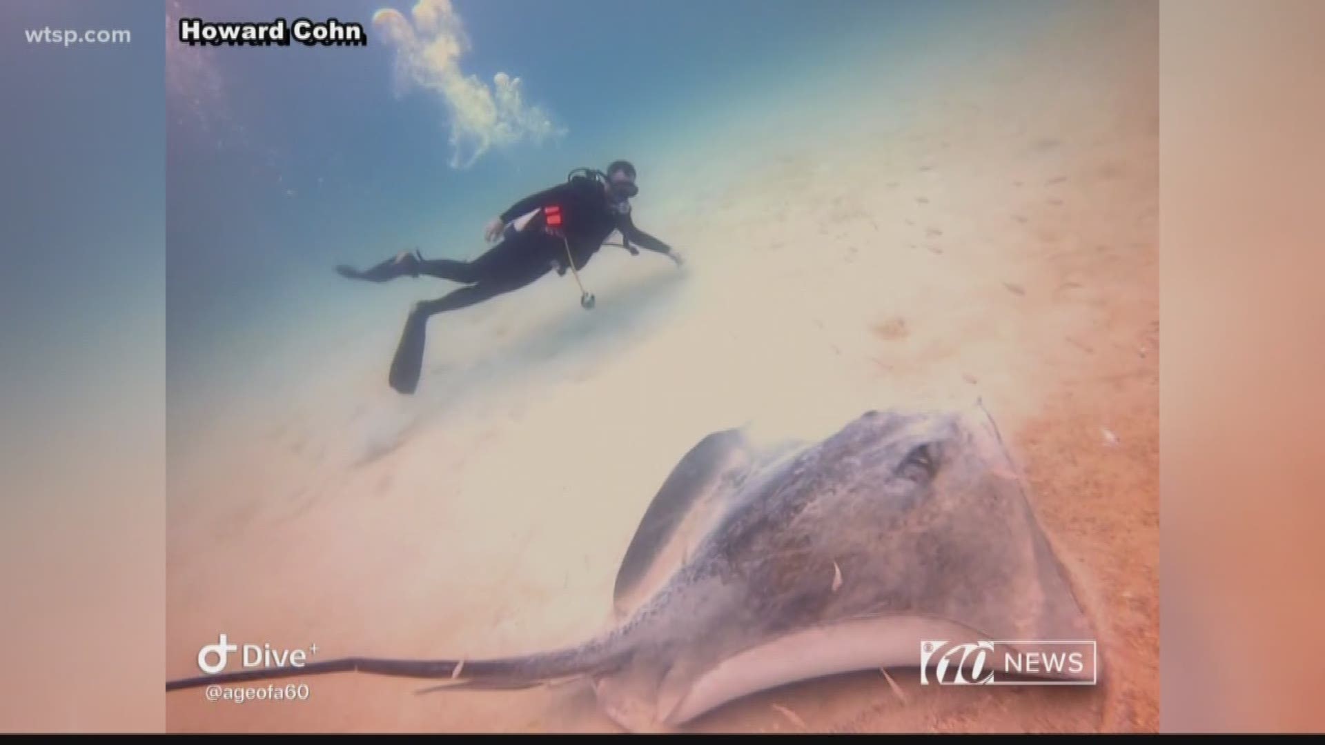 The massive ray was found while diving off Tarpon Springs.