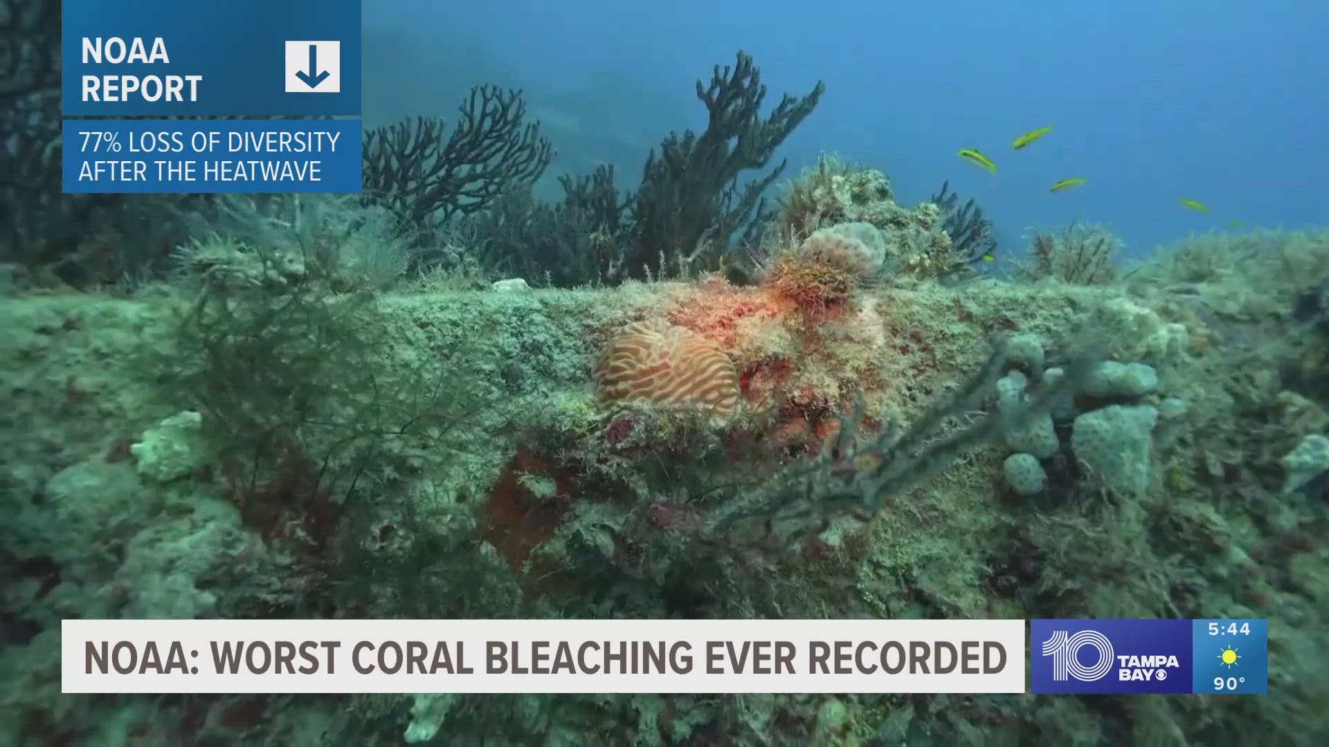 Ocean waters being upwards of 90 degrees led to the worst coral bleaching event ever recorded last summer. Now, a majority of species have been wiped out.