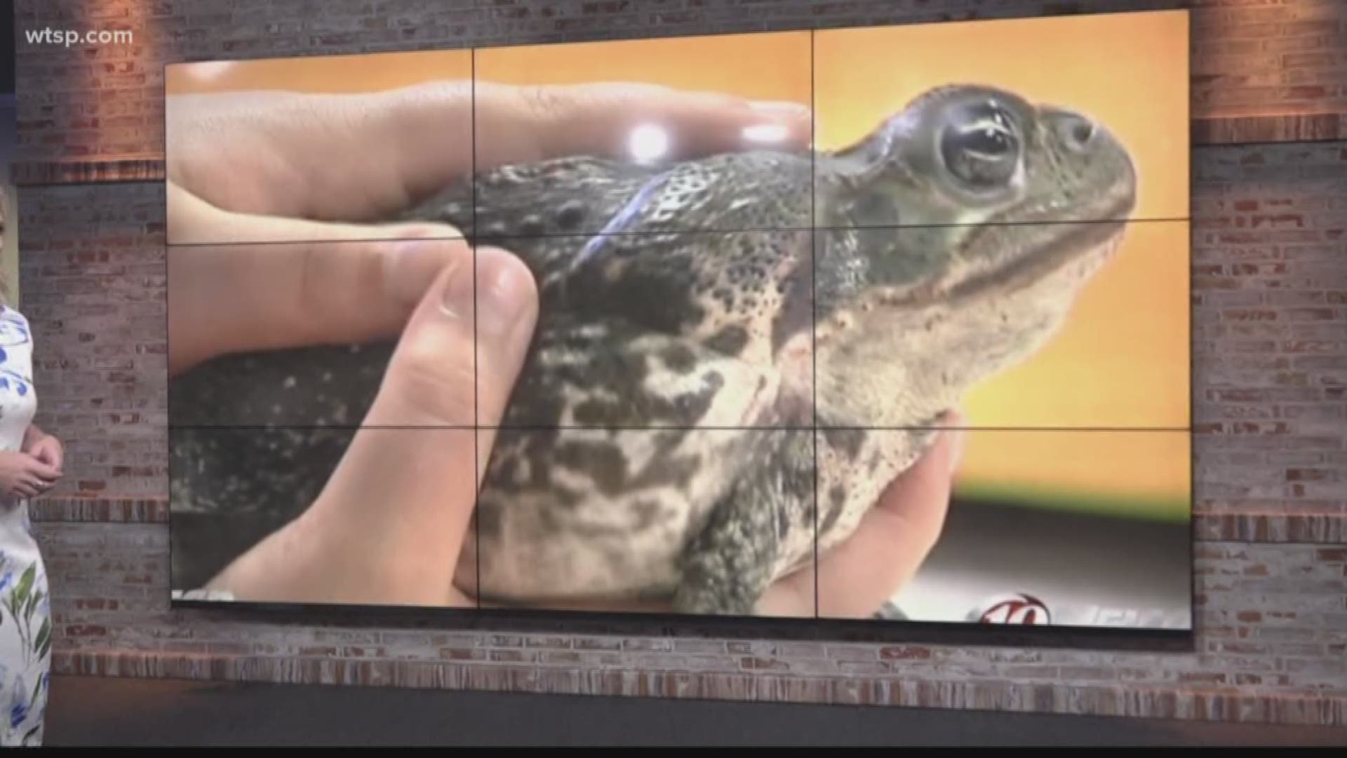 Thousands of Bufo toads are swarming, and they pose a danger to pets and kids.