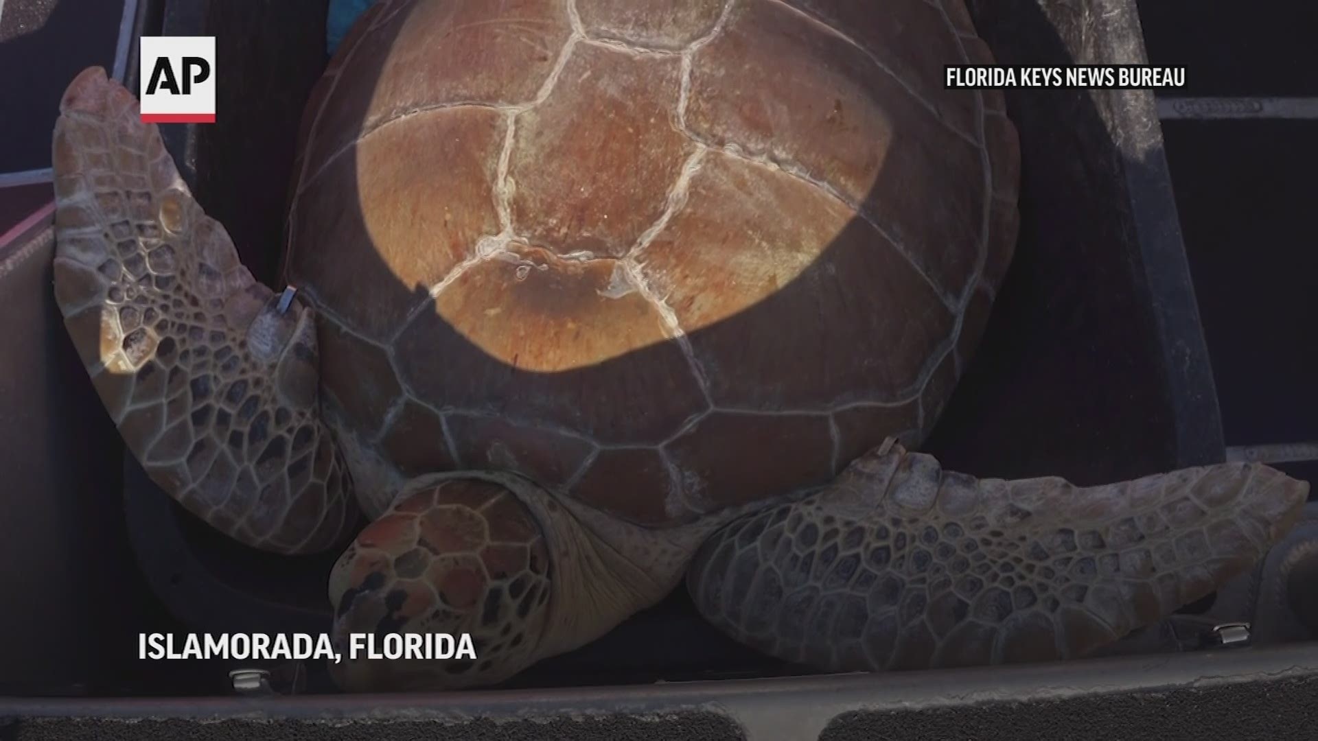 U.S. Coast Guard members helped release two endangered sea turtles off the coast of Florida into the wild on Thursday. The