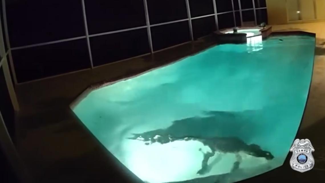 VIDEO: Alligator hisses, thrashes after breaking into Tampa family's pool