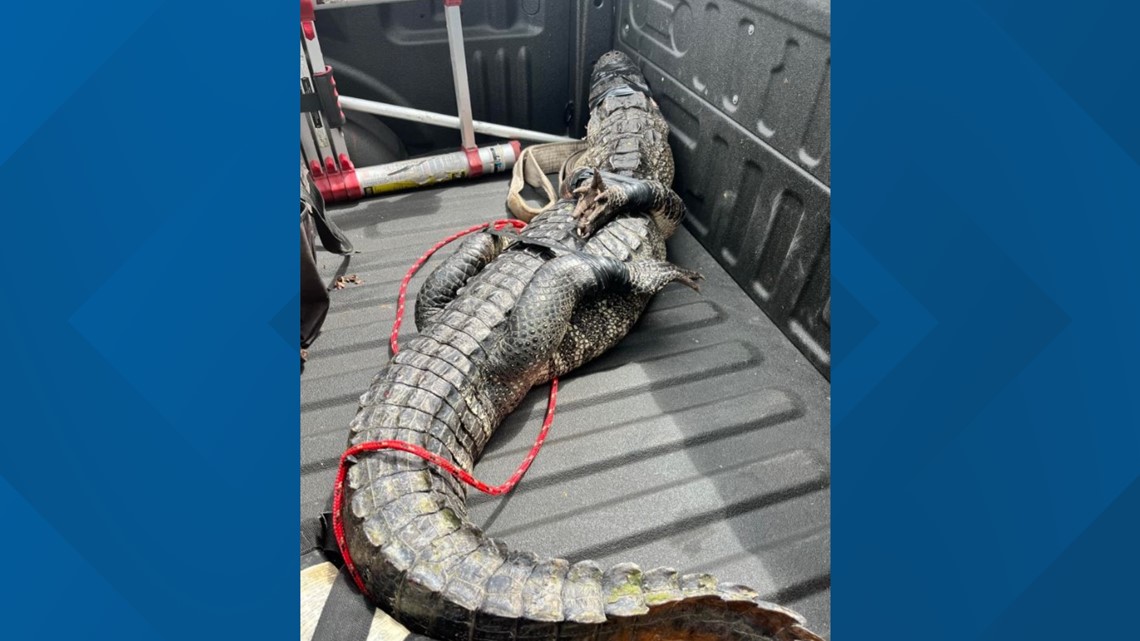 Hernando County deputies hogtie loitering gator at Wendy's | wtsp.com