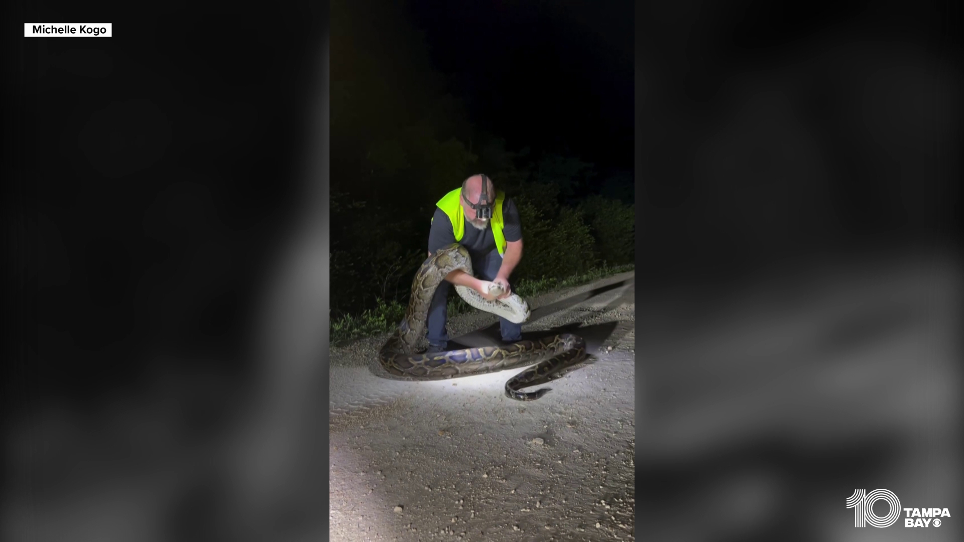 The python hunter grabbed the snake with his bare hands and wrangled it on a dirt road in the Everglades.