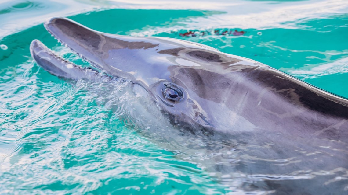 Rescuers cut off fishing lines wrapped around a dolphin's tail