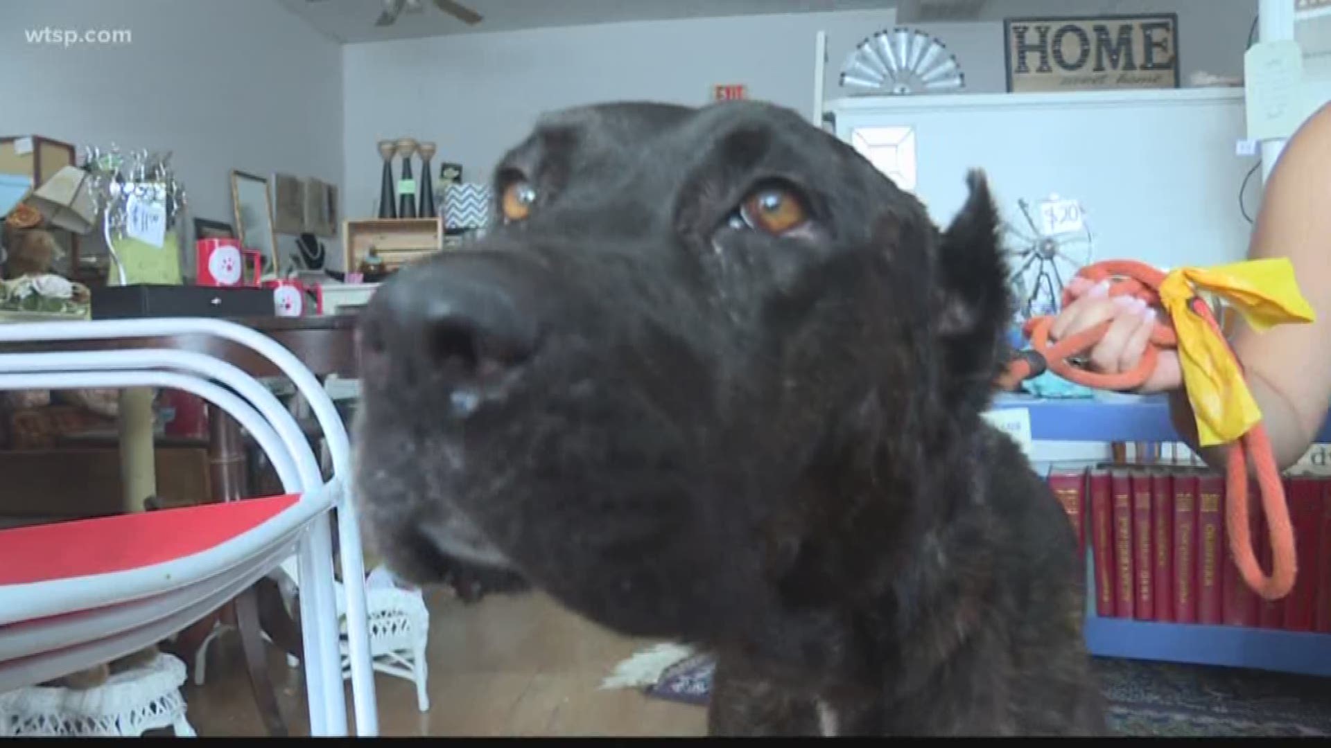 A dog found abandoned in Pasco County is fighting for her life. Lucy is a Cane Corso who was found in a ditch. When she first got to the shelter she was malnourished and could barely walk.