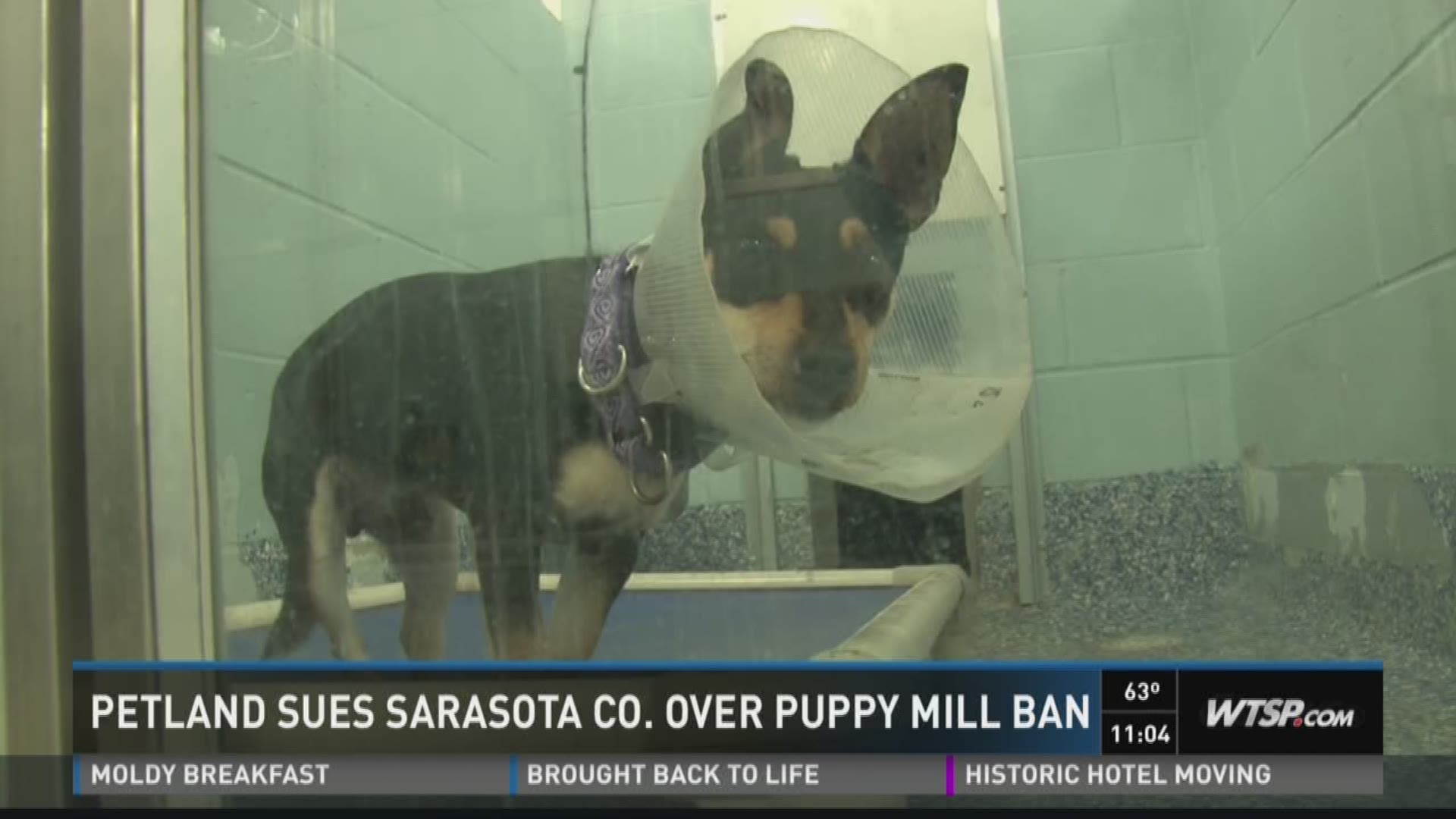 Petland Sues Sarasota Co Over Controversial Puppy Mill Ordiance Wtsp Com