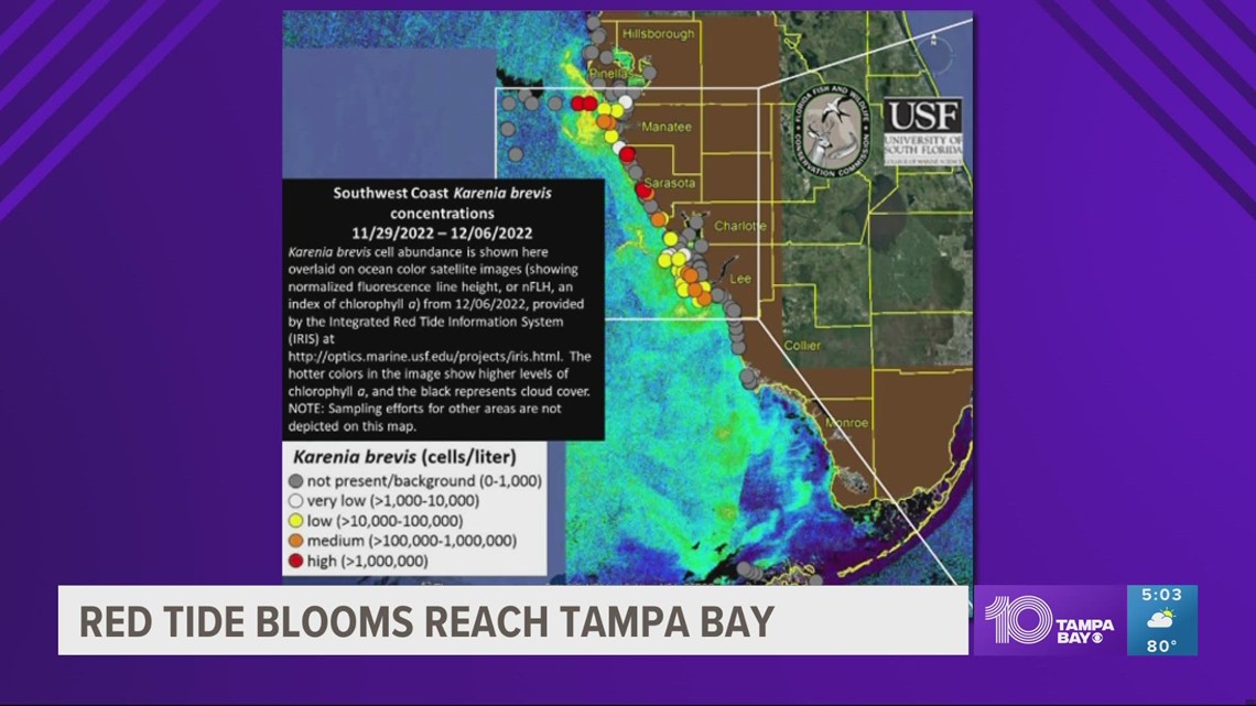 Red tide report Dec. 8, 2022 Blooms reach Tampa Bay