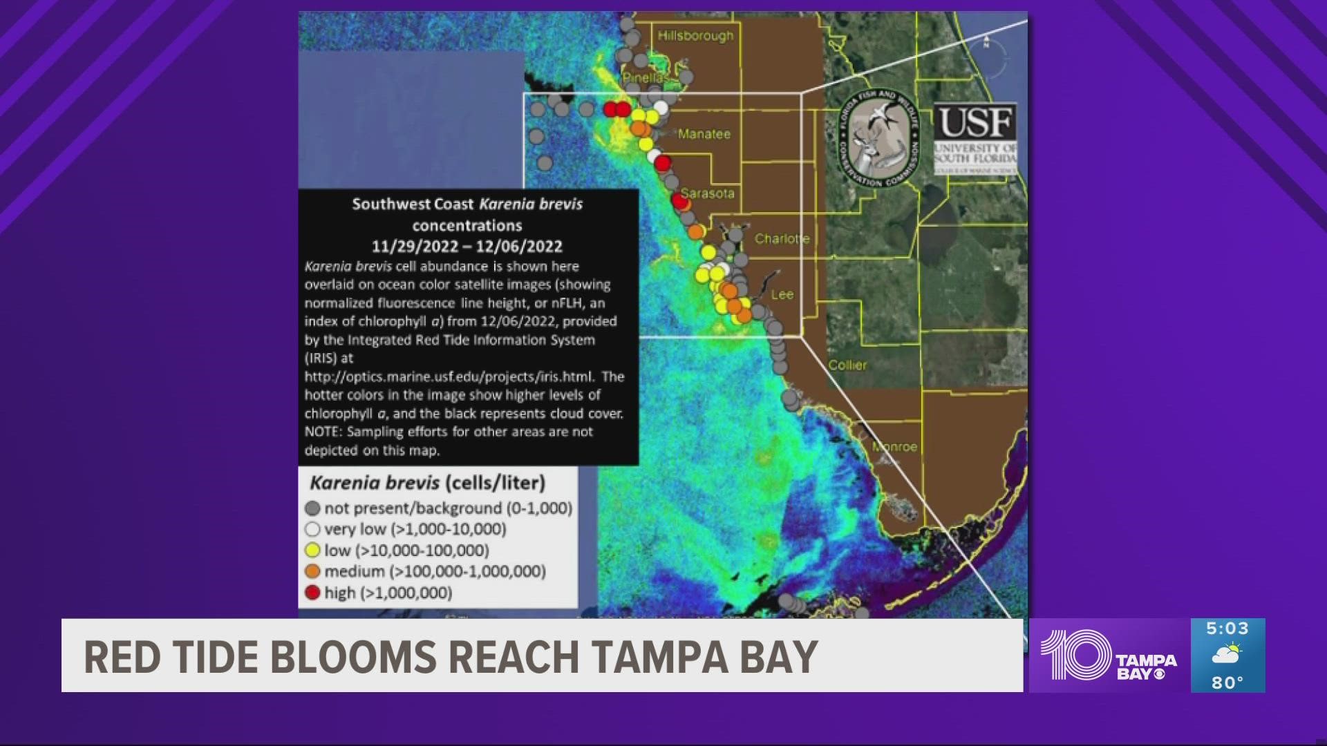 Low to high concentrations near the mouth of Tampa Bay and more offshore.