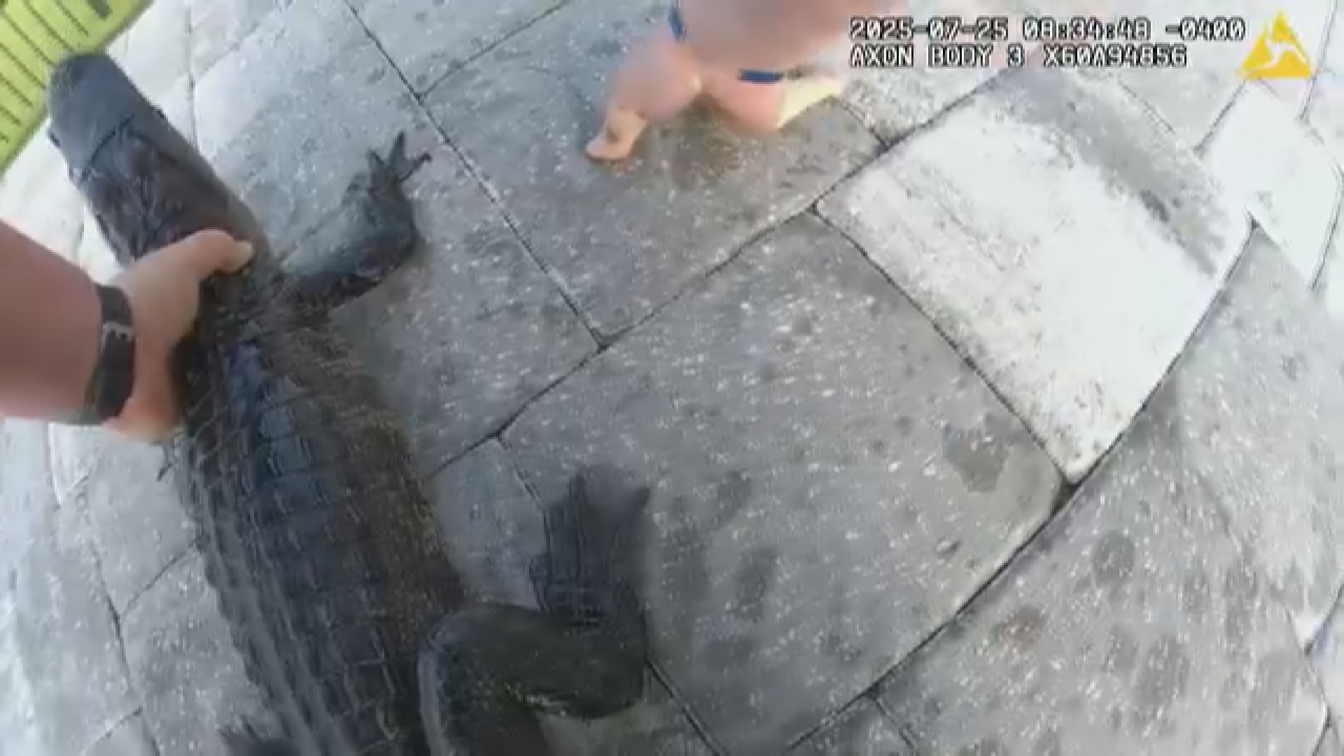Video: Alligator rescued by Florida deputy in backyard pool | wtsp.com