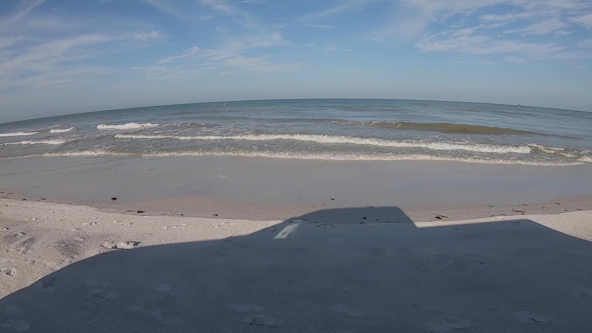Clearwater Marine Aquarium biologists observed more than 300 sea turtle nests in Pinellas County.