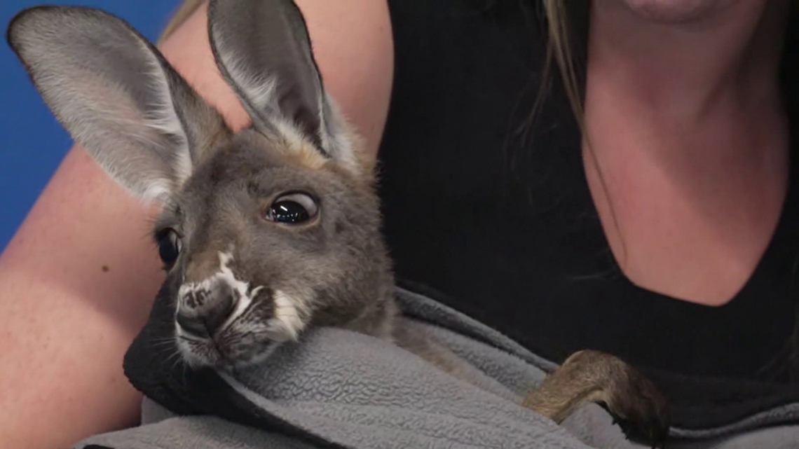 Kangaroos coming to Clearwater Marine Aquarium | wtsp.com