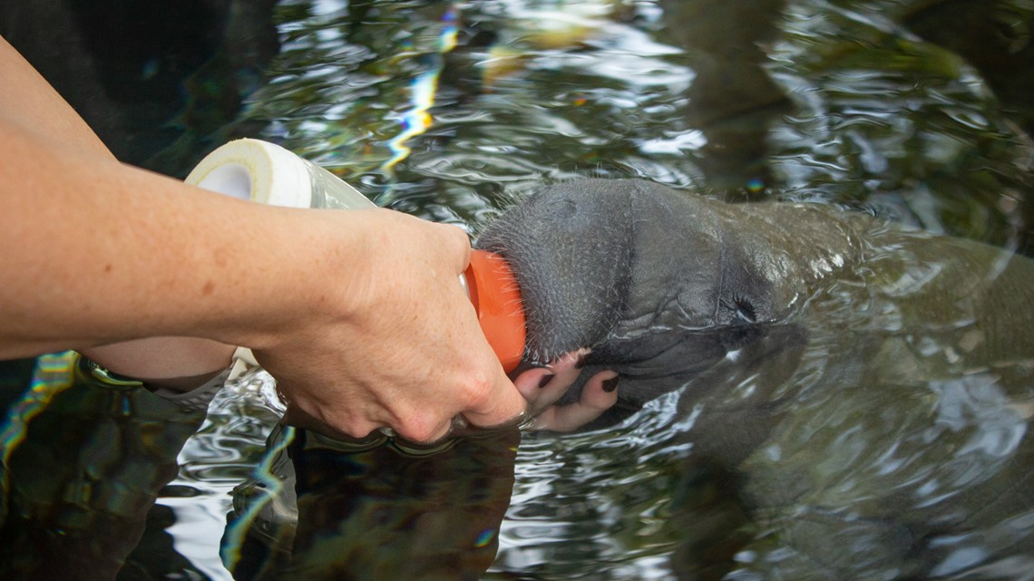 ZooTampa working to treat manatees amid record breaking deaths - Vimarsana News