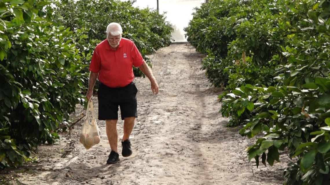 Polk County grove opens Florida’s first U-pick citrus operation grown under protective screening
