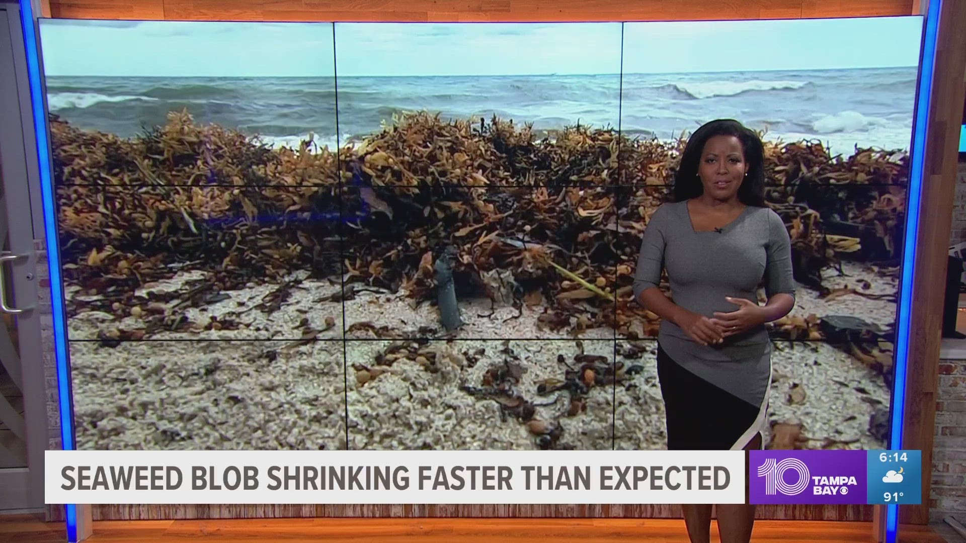 Researchers from the University of South Florida said the seaweed blob shrunk "beyond expectation" in June.