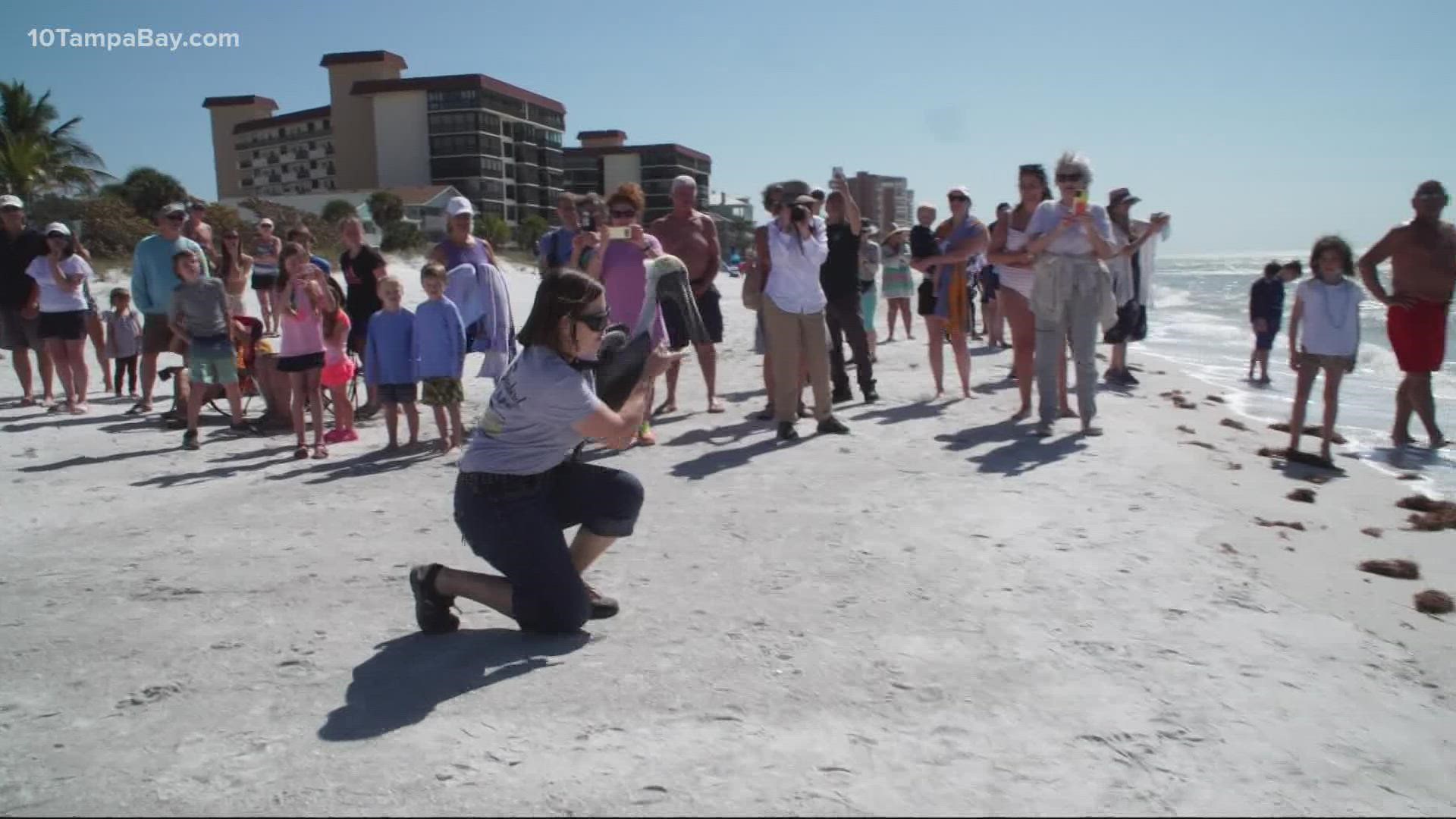 A total of 32 pelicans said their goodbyes to the workers and volunteers with a crowd gathering to see the release.