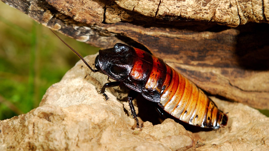 Name a roach after your ex for Valentine's Day - Vimarsana News