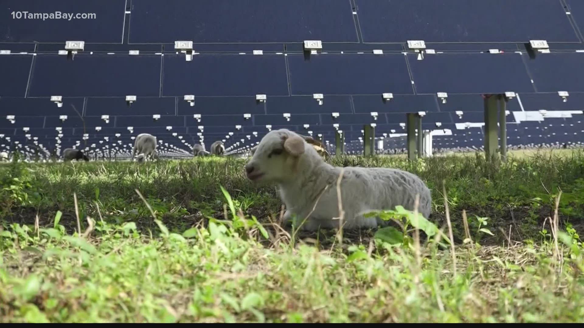 Tampa Electric’s Lamb Cam will stream video of newborn lambs from its Big Bend Solar site in Apollo Beach.